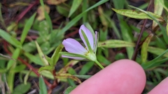 Sabatia campanulata