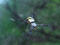 Argiope anasuja