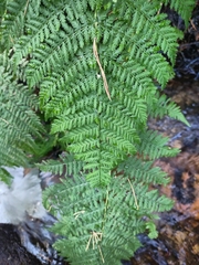 Athyrium filix-femina