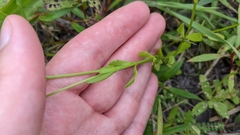 Sabatia campanulata