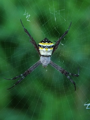 Argiope anasuja