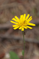 Hieracium murorum