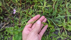 Sabatia campanulata