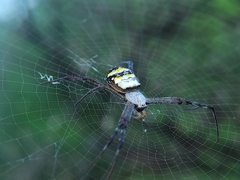 Argiope anasuja