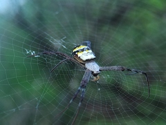 Argiope anasuja