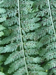 Athyrium filix-femina