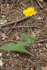 Hieracium murorum