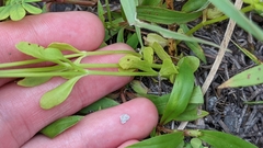 Sabatia campanulata