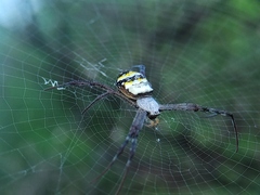 Argiope anasuja