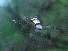 Argiope anasuja