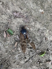 Graptopsaltria nigrofuscata