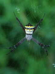 Argiope anasuja