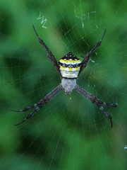 Argiope anasuja