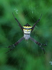 Argiope anasuja