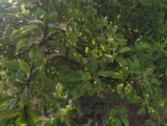 Prunus spinosa