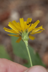 Hieracium murorum