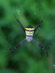 Argiope anasuja