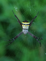 Argiope anasuja