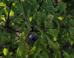 Prunus spinosa