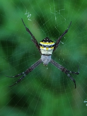 Argiope anasuja