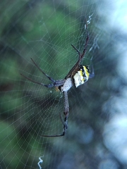 Argiope anasuja