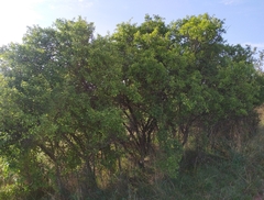 Prunus spinosa