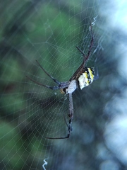Argiope anasuja