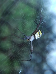 Argiope anasuja