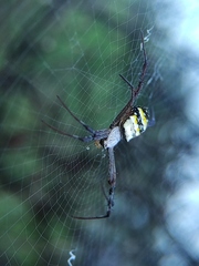 Argiope anasuja