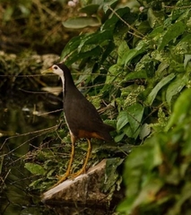 Amaurornis phoenicurus