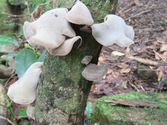 Auricularia cornea