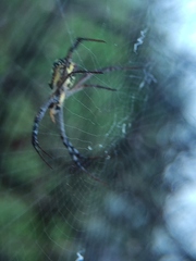 Argiope anasuja