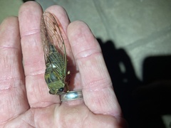 Cicadoidea