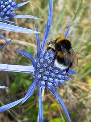 Bombus