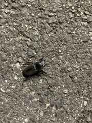 Dorcus rectus rectus