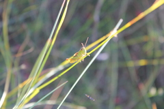 Pseudochorthippus montanus