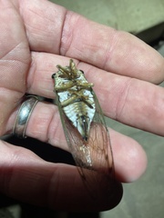 Cicadoidea