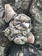 Auricularia polytricha