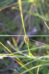 Pseudochorthippus montanus