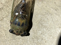 Cicadoidea