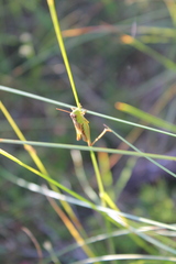 Pseudochorthippus montanus