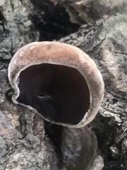 Auricularia polytricha