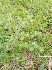 Sida rhombifolia