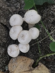 Leucocybe connata