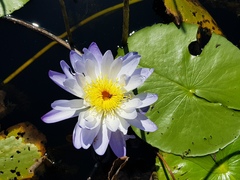 Nymphaea violacea