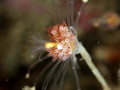 Ectopleura