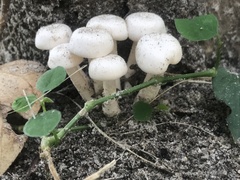 Leucocybe connata