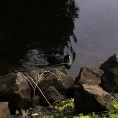 Fulica atra