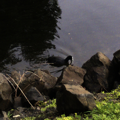 Fulica atra