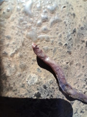 Rhinotyphlops lalandei